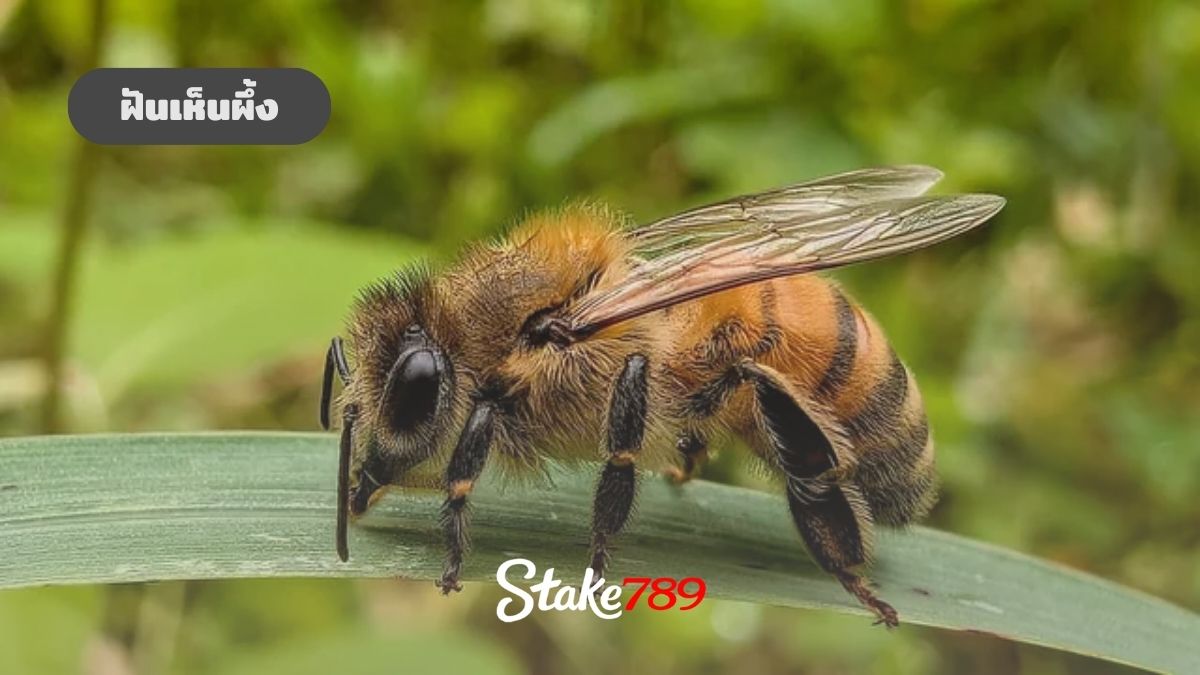 ฝันเห็นผึ้ง