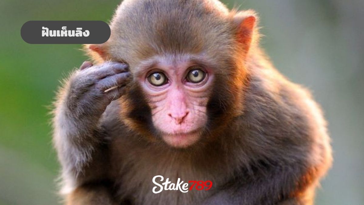 ฝันเห็นลิง