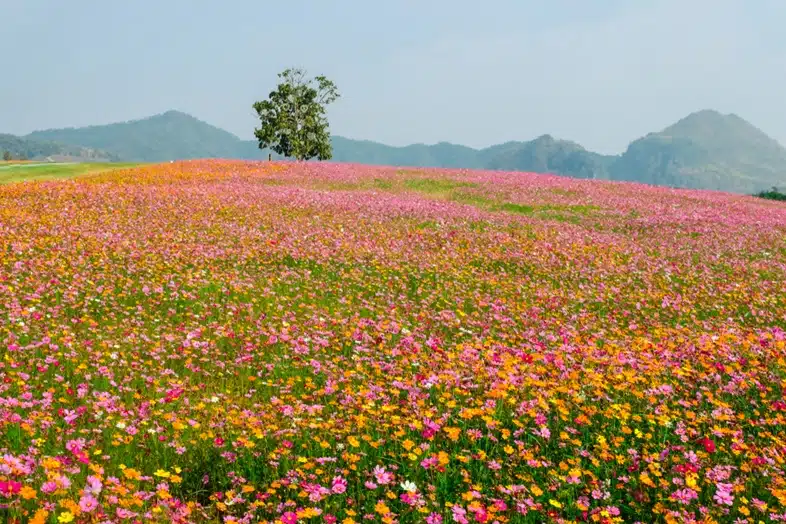 ทุ่งดอกเก๊กฮวย