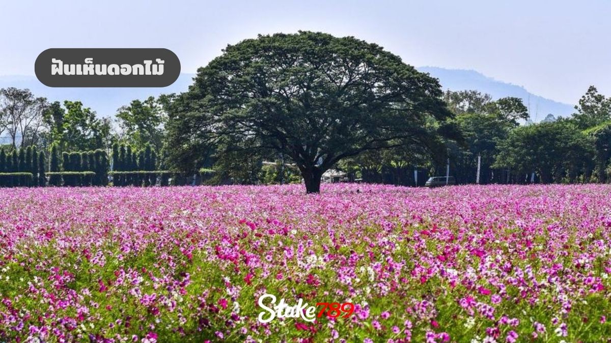 ฝันเห็นดอกไม้